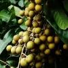 Longan Live Fruit Tree – 8-12 inch Plant in Half Gallon Pot – Outdoor - Image 1