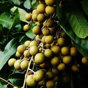 Longan Live Fruit Tree – 8-12 inch Plant in Half Gallon Pot – Outdoor - Image 1