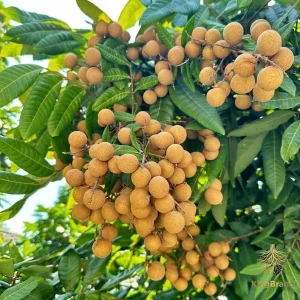 Longan Live Plant – 1 Gallon Pot, 16-22 inches Tall – Tropical Fruit Tree - Image 2