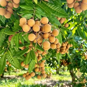 Longan Live Plant – 1 Gallon Pot, 16-22 inches Tall – Tropical Fruit Tree - Image 1