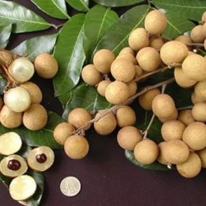Longan Live Plant - 4in Pot, 6-8in Tall - Outdoor Fruit Tree - Image 1
