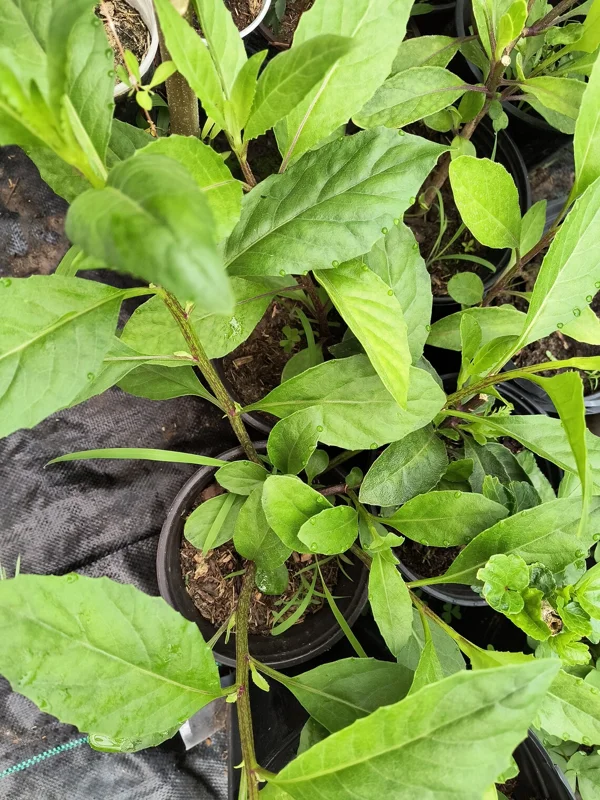 Longevity Spinach Live Plant – 12-16 inches tall – Half Gallon Pot - Image 2