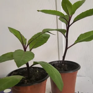 Longevity Spinach Live Plant – 12-16 inches tall – Half Gallon Pot - Image 3
