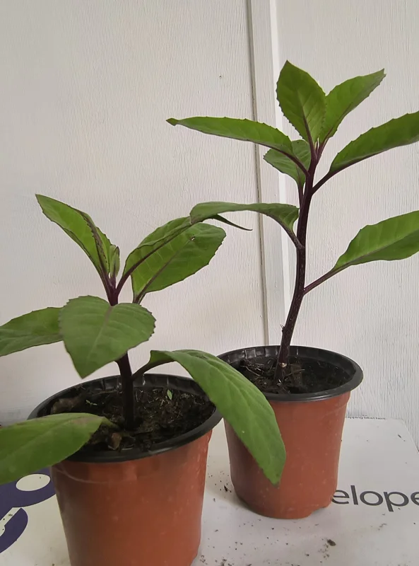 Longevity Spinach Live Plant – 12-16 inches tall – Half Gallon Pot - Image 3