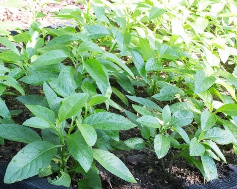Longevity Spinach Live Plant – 12-16 inches tall – Half Gallon Pot - Image 4
