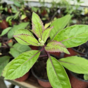 Longevity Spinach Live Plant – 12-16 inches tall – Half Gallon Pot - Image 1