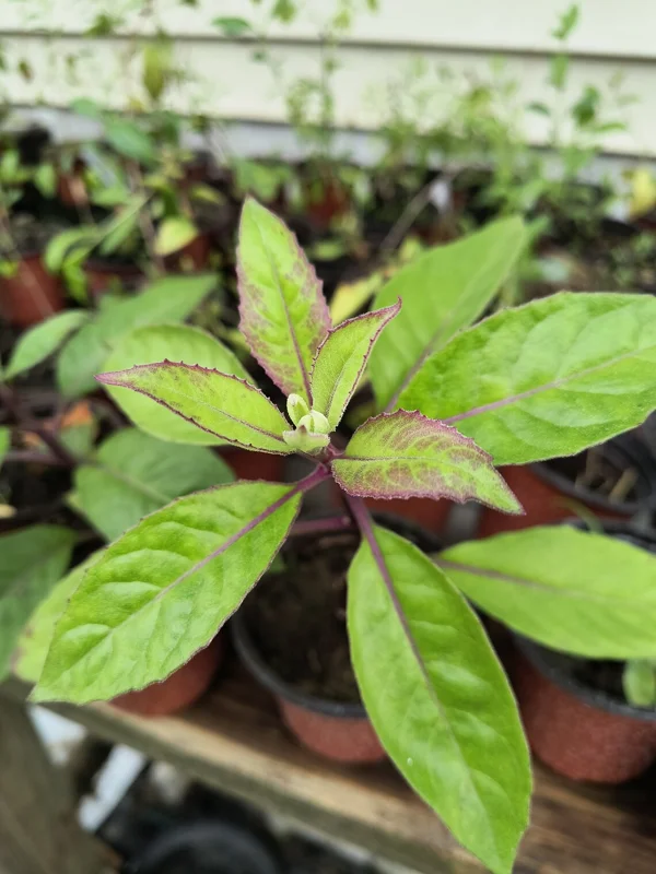 Longevity Spinach Live Plant – 12-16 inches tall – Half Gallon Pot - Image 1