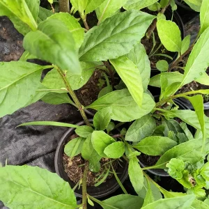 Longevity Spinach Live Plant – Gynura Procumbens – 4 Inch Pot – Edible Herb - Image 2