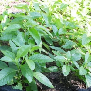 Longevity Spinach Live Plant – Gynura Procumbens – 4 Inch Pot – Edible Herb - Image 4