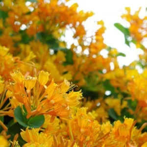Lonicera 'Mandarin' Honeysuckle Vine Live Plant - Vigorous, 4-6 Inch - Image 1