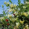 Lonicera 'Scentsation' Honeysuckle Live Plant - Fragrant Yellow Flowers - 10-18 Inch Tall - Image 1