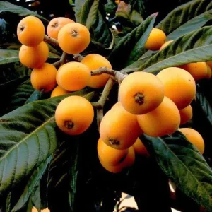 Loquat Live Plant – 10-14 inches Tall – Half Gallon Pot – Edible Fruit Tree - Image 1