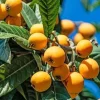 Loquat Live Plant - 5-8in Tall, 4in Pot - Edible Fruit Tree - Image 1