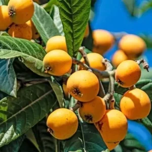 Loquat Live Plant - 5-8in Tall, 4in Pot - Edible Fruit Tree - Image 1