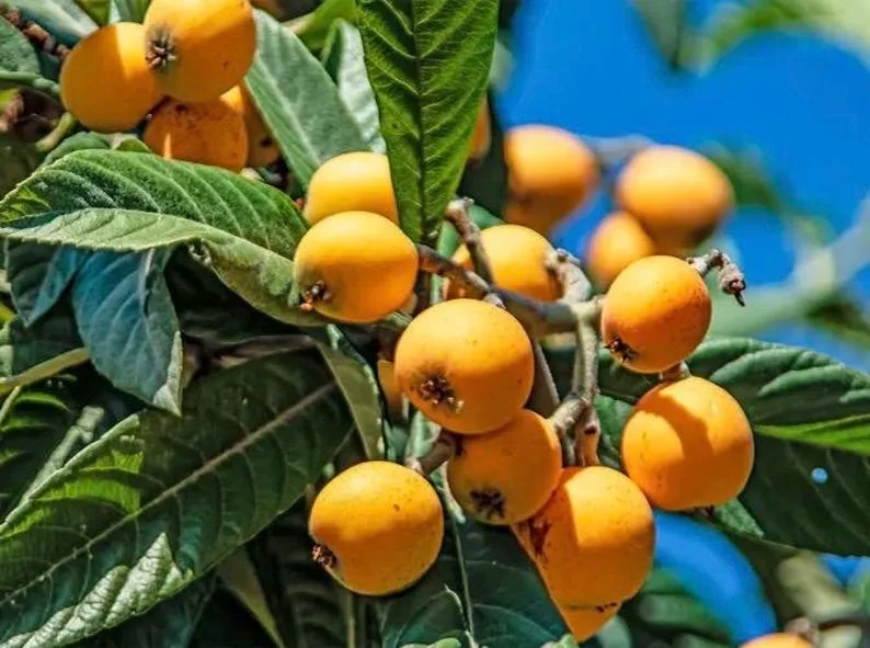 Loquat Live Plant - 5-8in Tall, 4in Pot - Edible Fruit Tree - Image 1