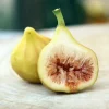 LSU Gold Fig Tree Live Plant - Ficus Carica, Cold Hardy, 4-6 Inch, Fruit Tree - Image 1
