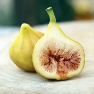 LSU Gold Fig Tree Live Plant - Ficus Carica, Cold Hardy, 4-6 Inch, Fruit Tree - Image 1