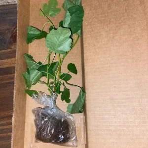 LSU Gold Fig Tree Live Plant - Ficus Carica, Cold Hardy, 4-6 Inch, Fruit Tree - Image 2