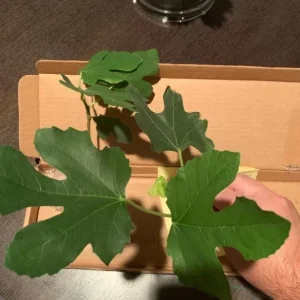 LSU Gold Fig Tree Live Plant - Ficus Carica, Cold Hardy, 4-6 Inch, Fruit Tree - Image 3