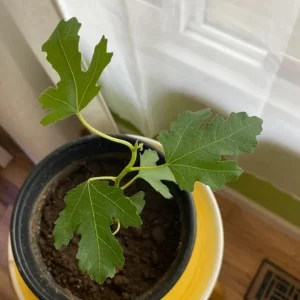 LSU Gold Fig Tree Live Plant - Ficus Carica, Cold Hardy, 4-6 Inch, Fruit Tree - Image 4