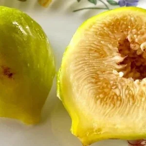 LSU Gold Fig Tree Live Plant - Ficus Carica, Cold Hardy, 4-6 Inch, Fruit Tree - Image 5