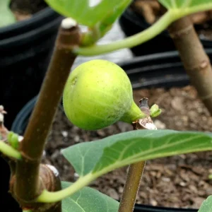 LSU Gold Fig Tree Live Plant - Ficus Carica, Cold Hardy, 4-6 Inch, Fruit Tree - Image 6