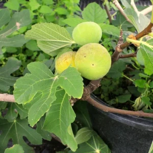 LSU Gold Fig Tree Live Plant - Ficus Carica, Cold Hardy, 4-6 Inch, Fruit Tree - Image 7