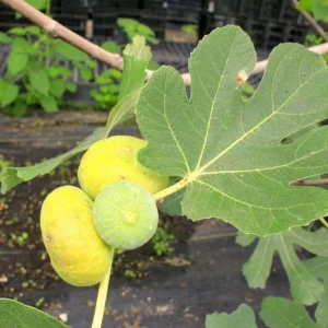 LSU Gold Fig Tree Live Plant - Ficus Carica, Cold Hardy, 4-6 Inch, Fruit Tree - Image 8
