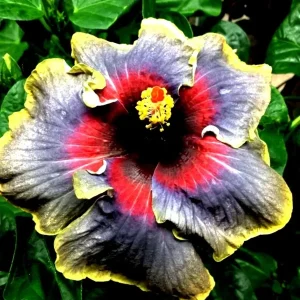 Madagascar Hibiscus Moscheutos Live Plant - Starter Mallow Perennial - Image 1