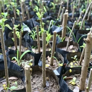 Madagascar Hibiscus Moscheutos Mallow Cuttings - 7 Pack Starter Plants, Live Bare Root - Image 2