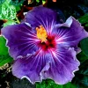 Madagascar Hibiscus Moscheutos Mallow Cuttings - 7 Pack, Starter Live Plant for Outdoor Garden - Image 1