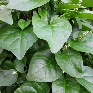 Malabar Spinach Live Plant – 4 inch Pot – Edible Perennial Vine - Image 3