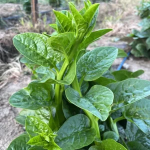 Malabar Spinach Live Plant – 4 inch Pot – Edible Perennial Vine - Image 4