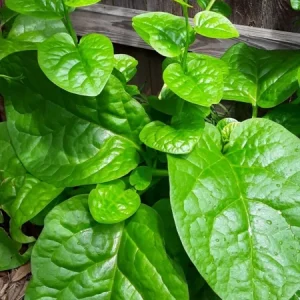 Malabar Spinach Live Plant – 4 inch Pot – Edible Perennial Vine - Image 1