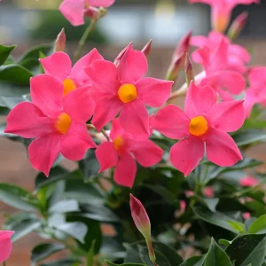 Mandevilla Pink Fury Live Plant, Hot Pink Rocktrumpet Vine, 5-9