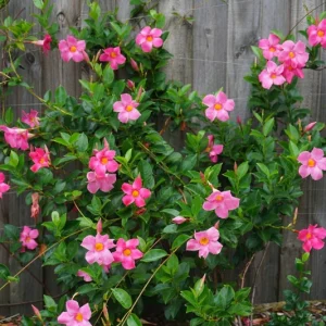 Mandevilla Pink Fury Live Plant, Hot Pink Rocktrumpet Vine, 5-9