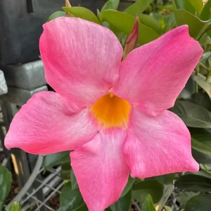Mandevilla Pink Fury Live Plant, Hot Pink Rocktrumpet Vine, 5-9