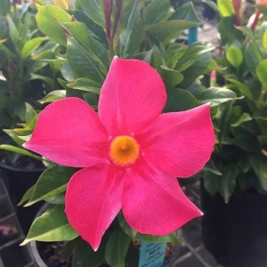 Mandevilla Pink Fury Live Plant, Hot Pink Rocktrumpet Vine, 5-9