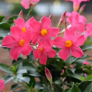 Mandevilla Pink Fury Live Plant, Hot Pink Rocktrumpet Vine, 5-9