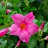 Mandevilla Pink Fury Live Plant, Hot Pink Rocktrumpet Vine, 5-9", 2-Pack - Image 1