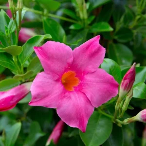 Mandevilla Pink Fury Live Plant, Hot Pink Rocktrumpet Vine, 5-9