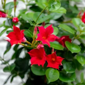 Mandevilla Red Fury Live Plant - 5-9