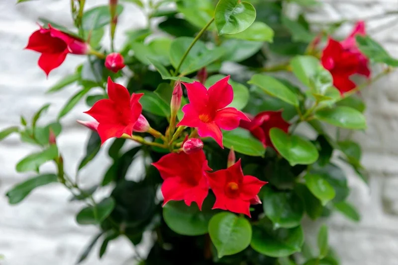 Mandevilla Red Fury Live Plant - 5-9" Tall, Pack of 2 - Deep Crimson Rocktrumpet Vine - Image 2