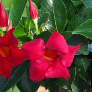 Mandevilla Red Fury Live Plant - 5-9