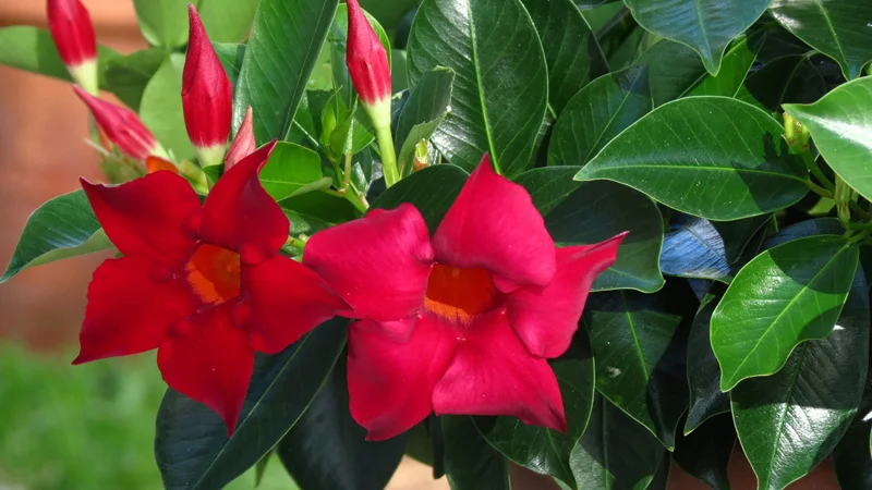 Mandevilla Red Fury Live Plant - 5-9" Tall, Pack of 2 - Deep Crimson Rocktrumpet Vine - Image 3