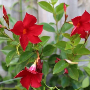 Mandevilla Red Fury Live Plant - 5-9