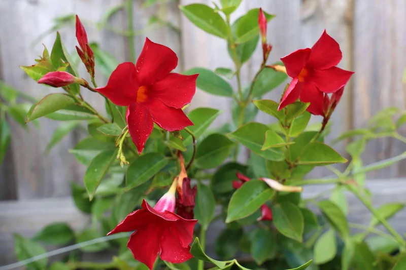 Mandevilla Red Fury Live Plant - 5-9" Tall, Pack of 2 - Deep Crimson Rocktrumpet Vine - Image 4