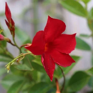 Mandevilla Red Fury Live Plant - 5-9