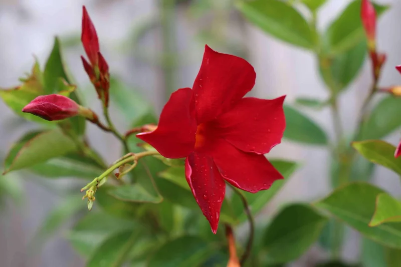 Mandevilla Red Fury Live Plant - 5-9" Tall, Pack of 2 - Deep Crimson Rocktrumpet Vine - Image 5