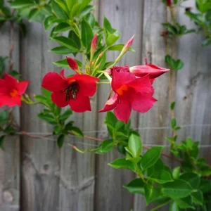 Mandevilla Red Fury Live Plant - 5-9